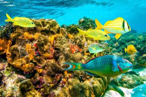 diving-in-the-bahamas-different-types-of-fish