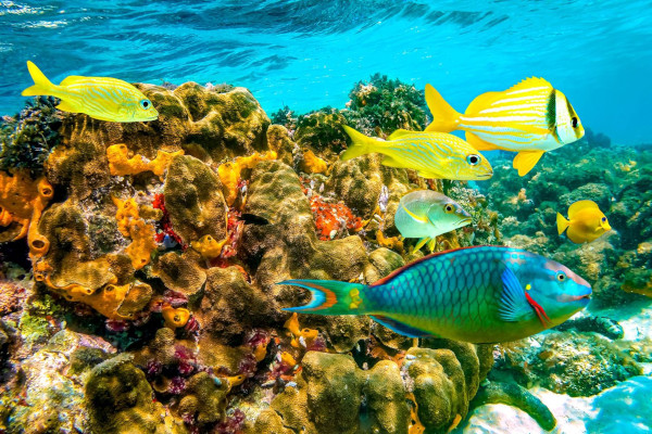 Bahamas is home to a variety of fish, including angelfish, parrotfish, and butterflyfish