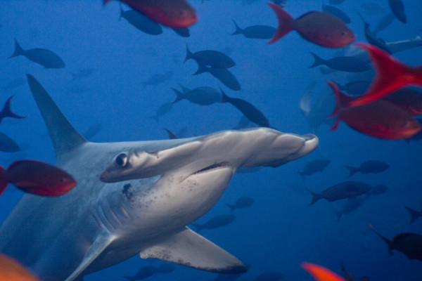 shark diving - hammerhead shark
