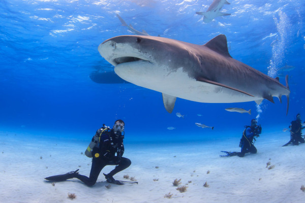 three divers diving with a shark