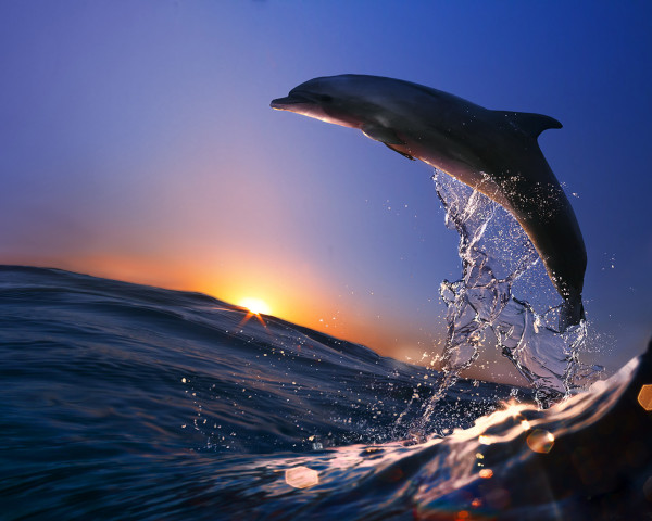 best scuba diving in the maldives -Dolphin watching in the Maldives