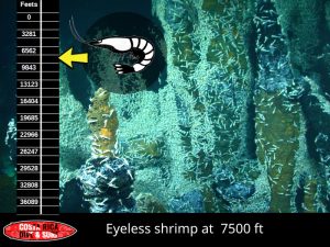 eyeless-shrimp-7500-ft