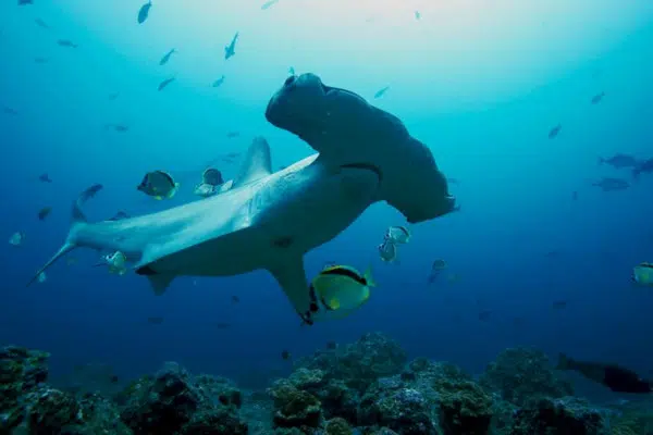 Sharks life Hammerhead shark. Inhabitant of Cocos Island – Costa Rica