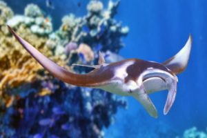 maldives-mantaray