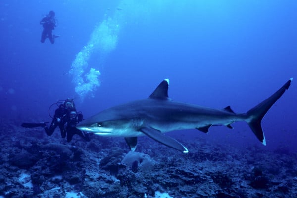 buceo en las maldivas Bodu Miyaru Kandu - Gran canal de tiburones