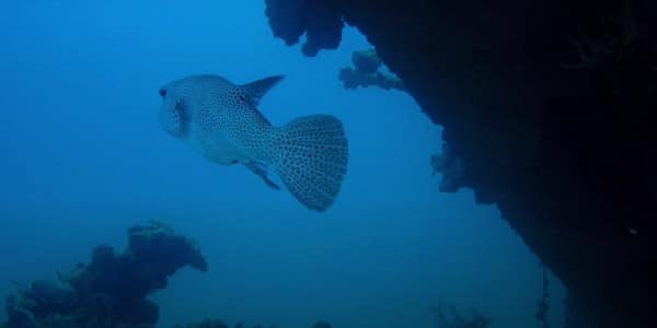 buceo en las maldivas - buceo nocturno