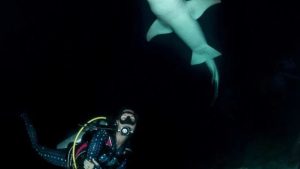 night-dive-in-maldives