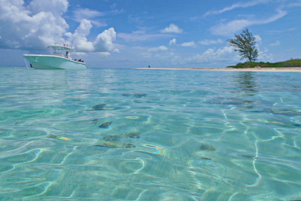 diving in bahamas bimini