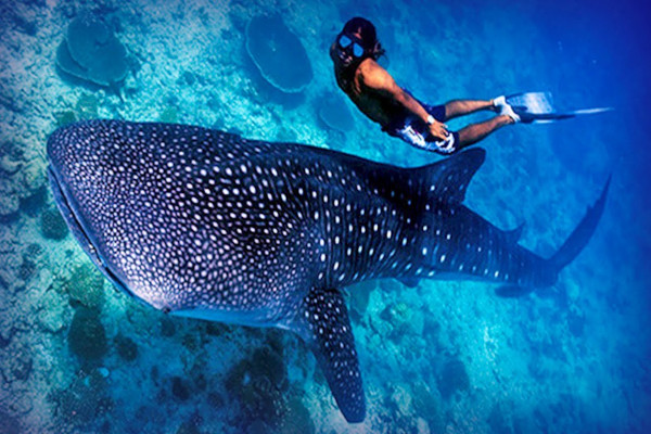 scuba diving in the maldives paradise