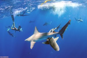 shark-diving-hawaii