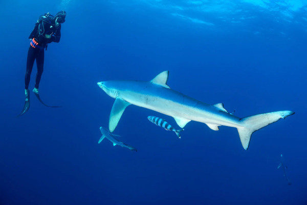 shark diving in south africa