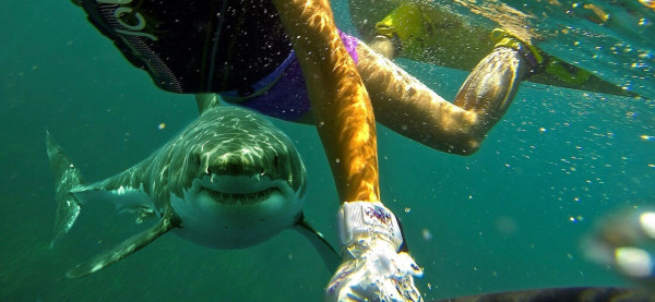 dive shark keep safe