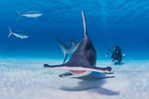sharks-at-the-bahamas