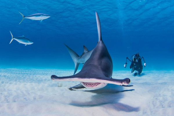 diving in bahamas hammerhead shark