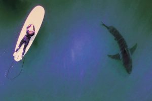 terrifying-moment-great-white-shark-with-a-surfer