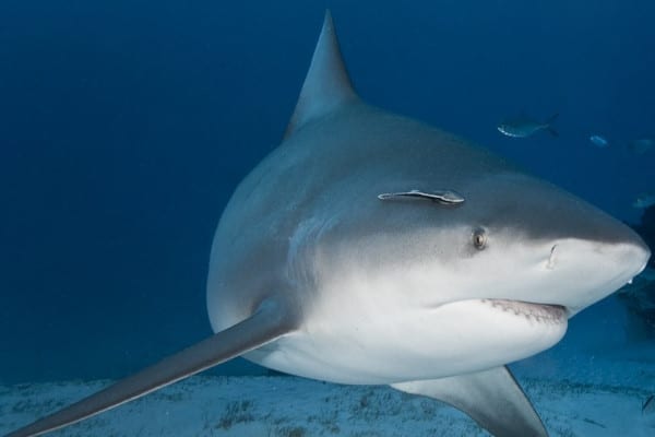 la vida secreta de los tiburones -tiburón toro isla del caño costa rica