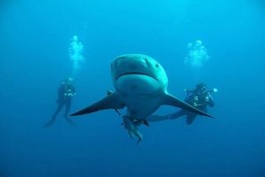 two-divers-diving-with-a-shark