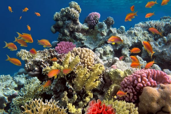 buceo en filipinas - arrecife de coral