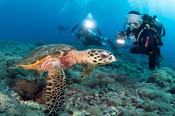 buceo en filipinas tubbataha