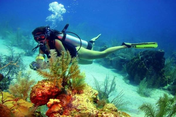 buceo-en-las-islas-catalinas-buzo-en-medio-de-un-coral