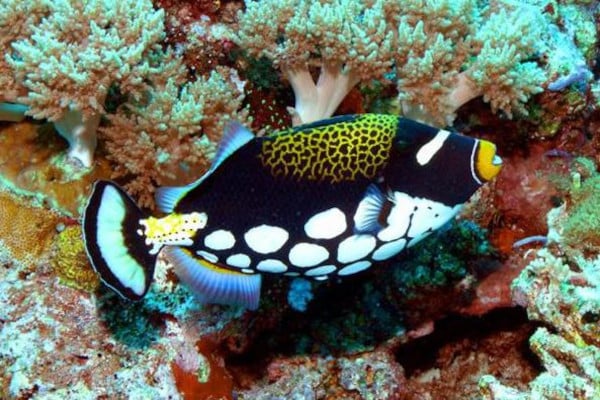 buceo en filipinas - peces de colores