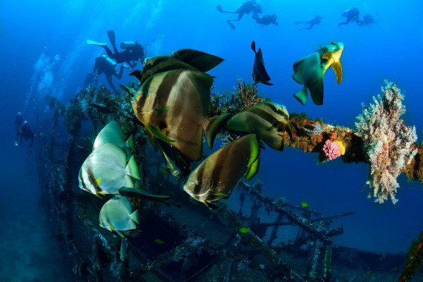 Diving in the Philippines colorful fishes