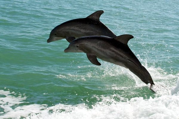 buceo en filipinas - delfines saltando