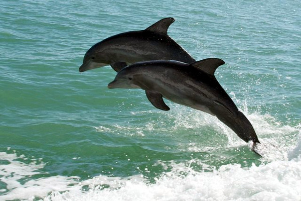 marine mammals in filippines - Bottlenose Dolphin