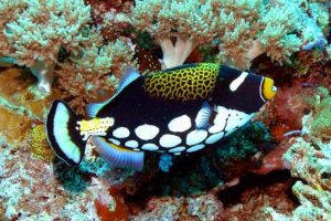 Scuba diving Philippines reef fish