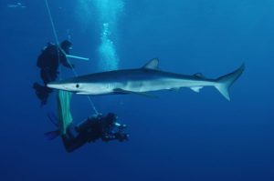 scuba-diving-catalina-island-costa-rica-divers-with-shark