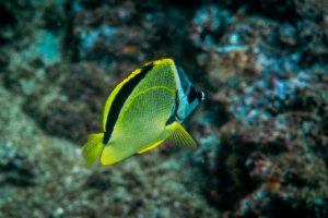 scuba-diving-catalina-island-costa-rica-green-fish