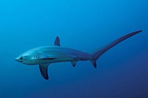 Scuba diving Filippines Thresher shark