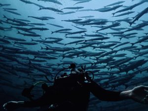 diver-amazed-by-marine-life