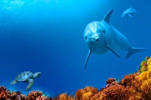 dolphin-reef-2018
