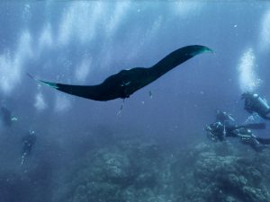 ray-divers-cano-island