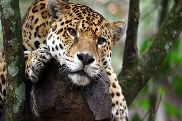 Wild life in Costa Rica|Pantera Pardus