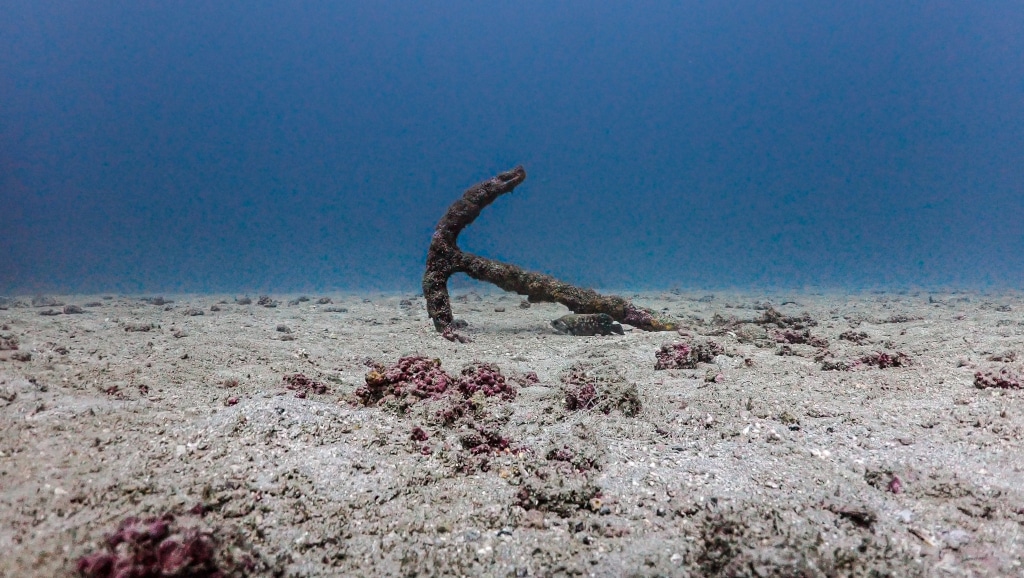 el ancla isla del caño dive spot