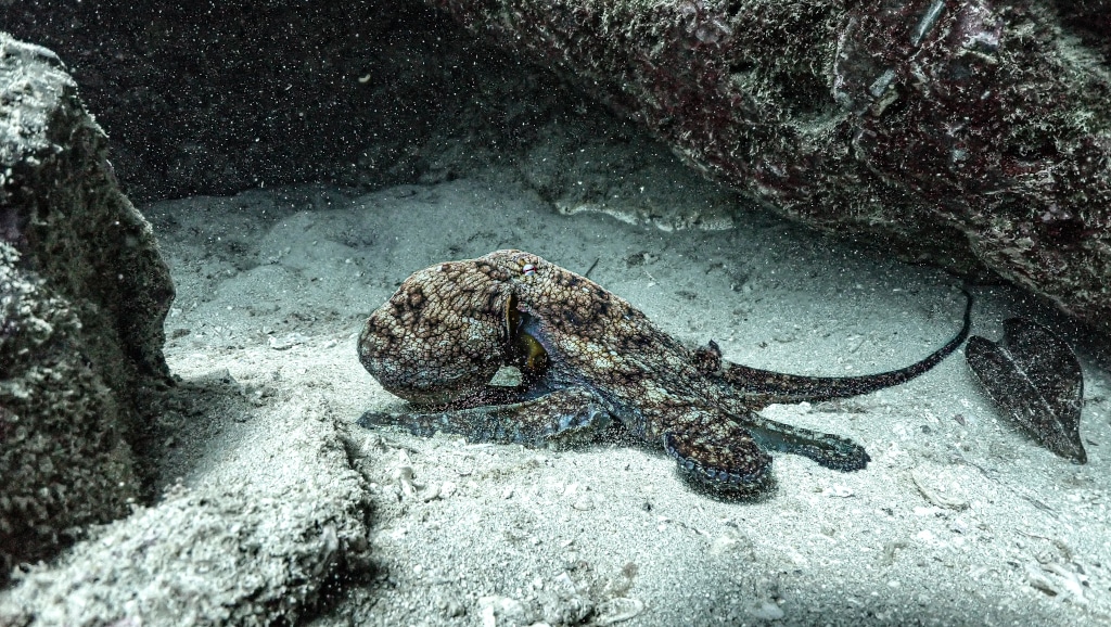 la cueva isla del caño dive spot