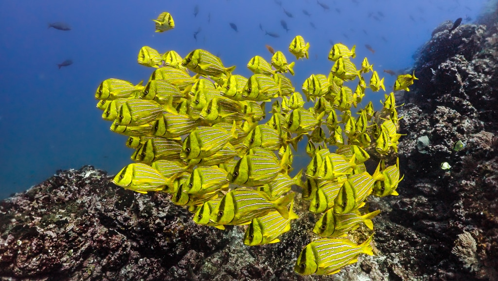 el faro isla del caño dive spot 