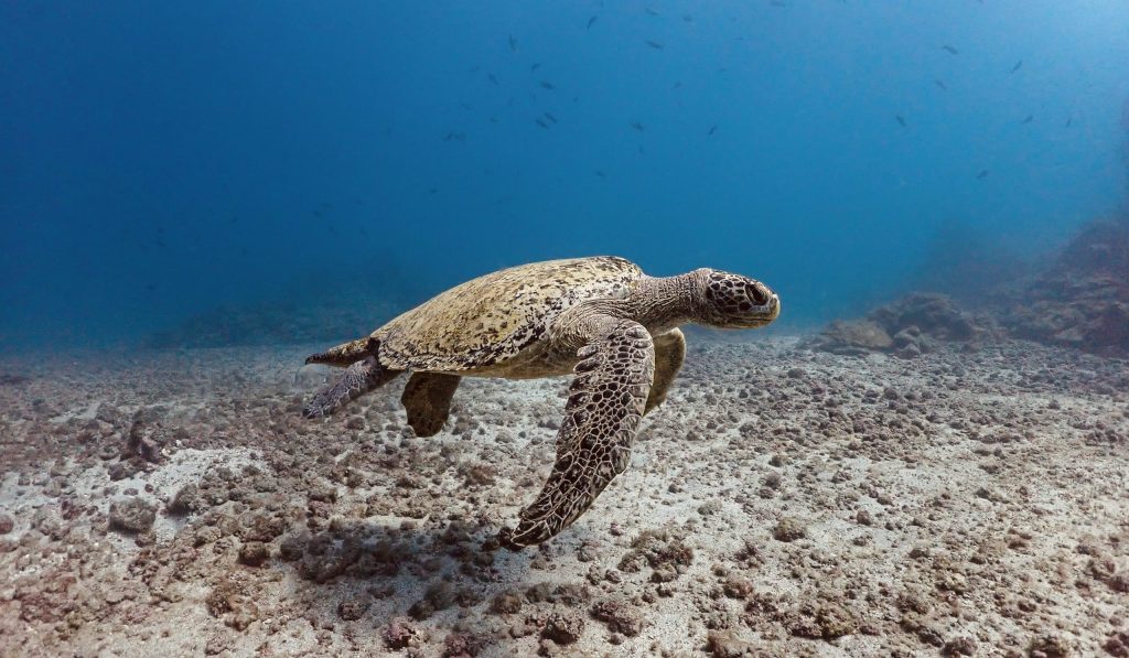 Jardin isla del caño dive spot