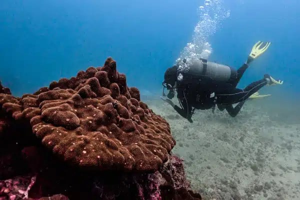 buceo-el-jardin-isla-del-caño