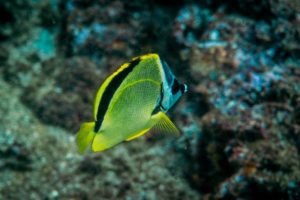 fish-catalina-islands-marine-life