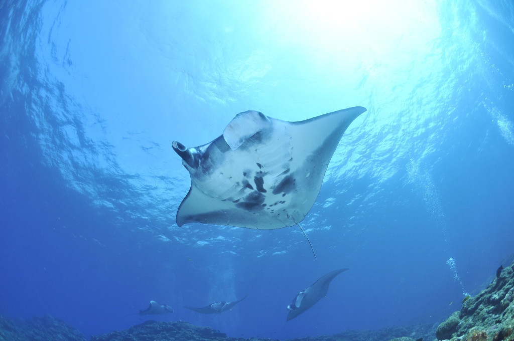 giant manta rays at catalina islands