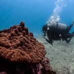 isla-del-cano-scuba-diving