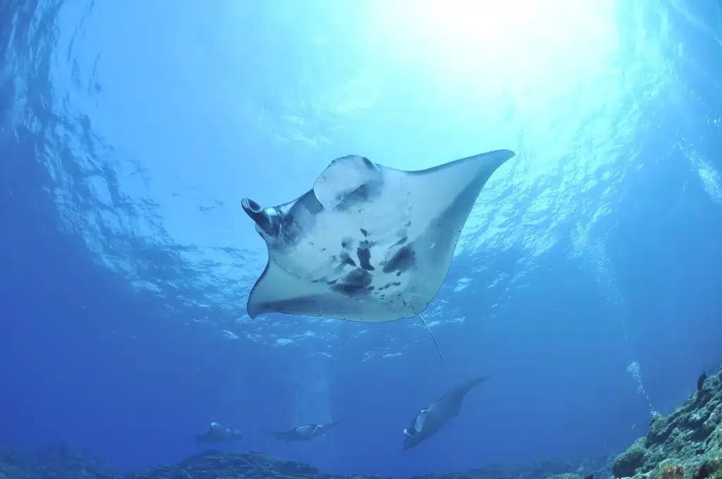 mantarraya gigante en las islas catalinas