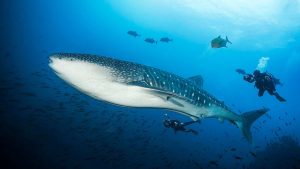 marine-life-catalina-island-costa-rica