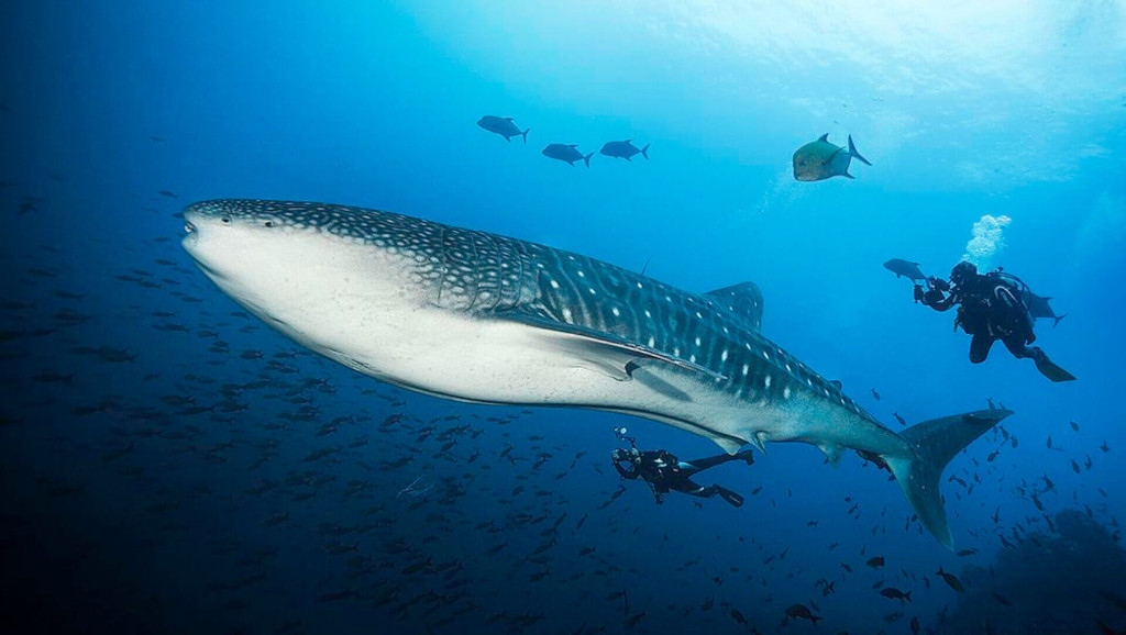 Marine life Catalina Islands divers encounter