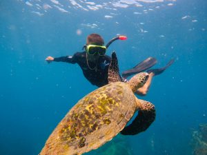Encounter with a turtle in Cano Island