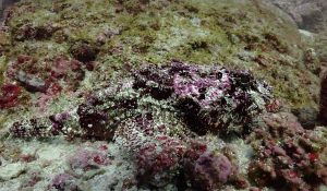 the-arc cano island