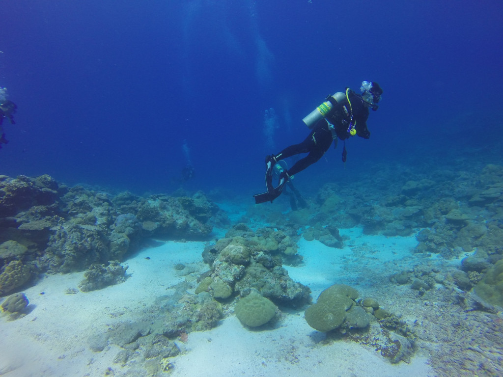 best scuba diving in catalina island